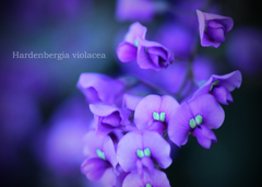 ハーデンベルギア