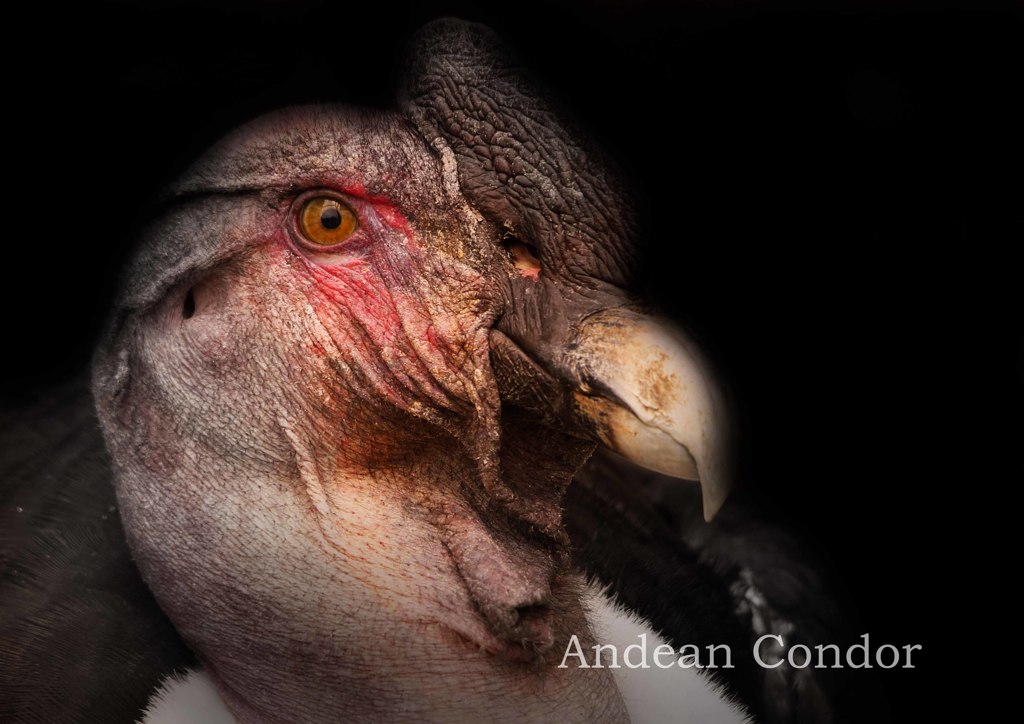 アンデスコンドル