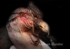 アンデスコンドル