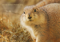 オグロプレーリードッグ