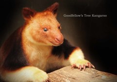 セスジキノボリカンガルー