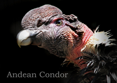 アンデスコンドル