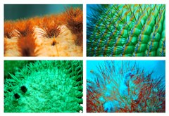 温室の中の珊瑚礁