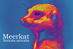 ミーアキャット