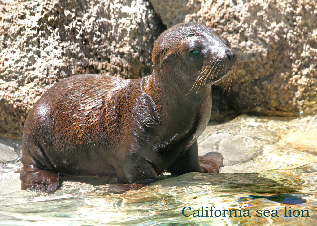 カルフォルニアアシカ