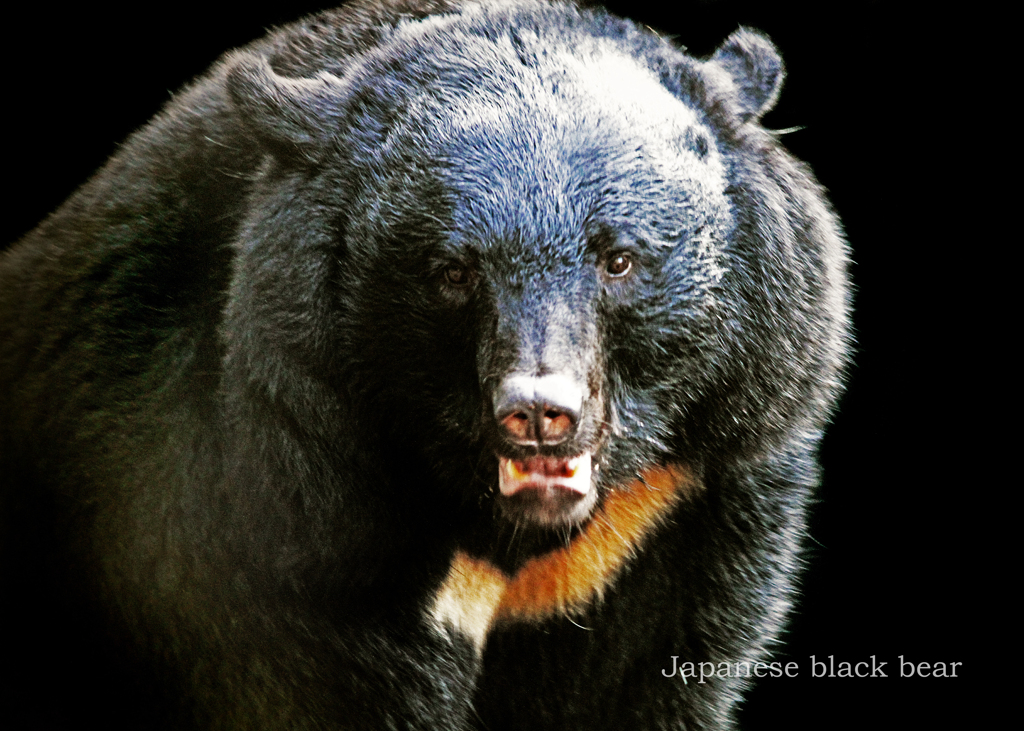 ニホンツキノワグマ