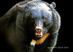 ニホンツキノワグマ