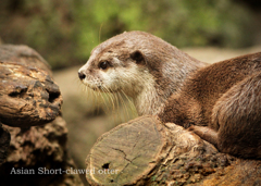コツメカワウソ