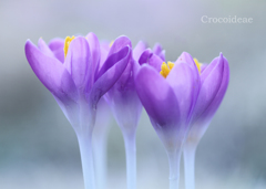 クロッカス