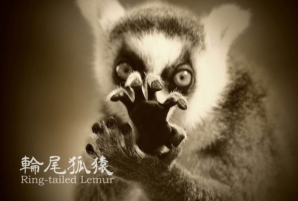 ワオキツネザル