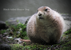 プレーリードッグ：Black-tailed Prairie Dog