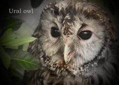 ホンドフクロウ