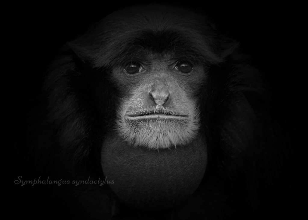 フクロテナガザル