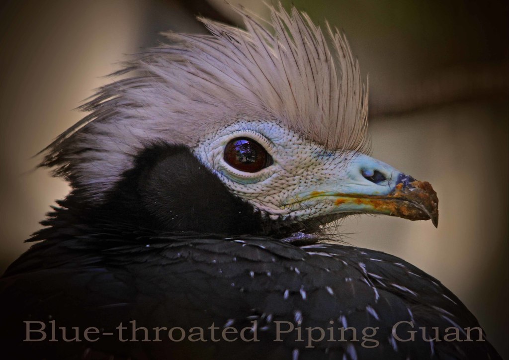 アオノドナキシャクケイ