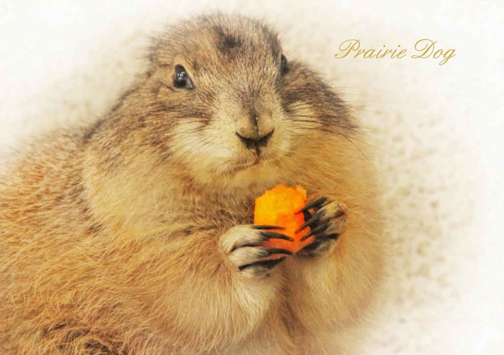 オグロプレーリードッグ