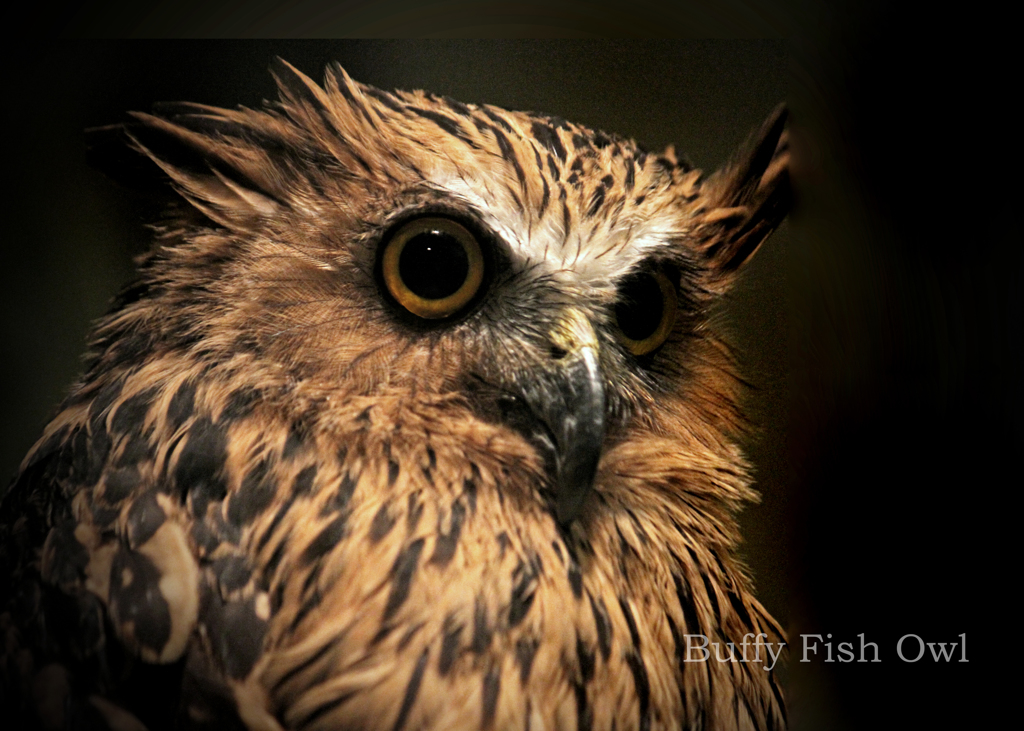 マレーウオミミズク