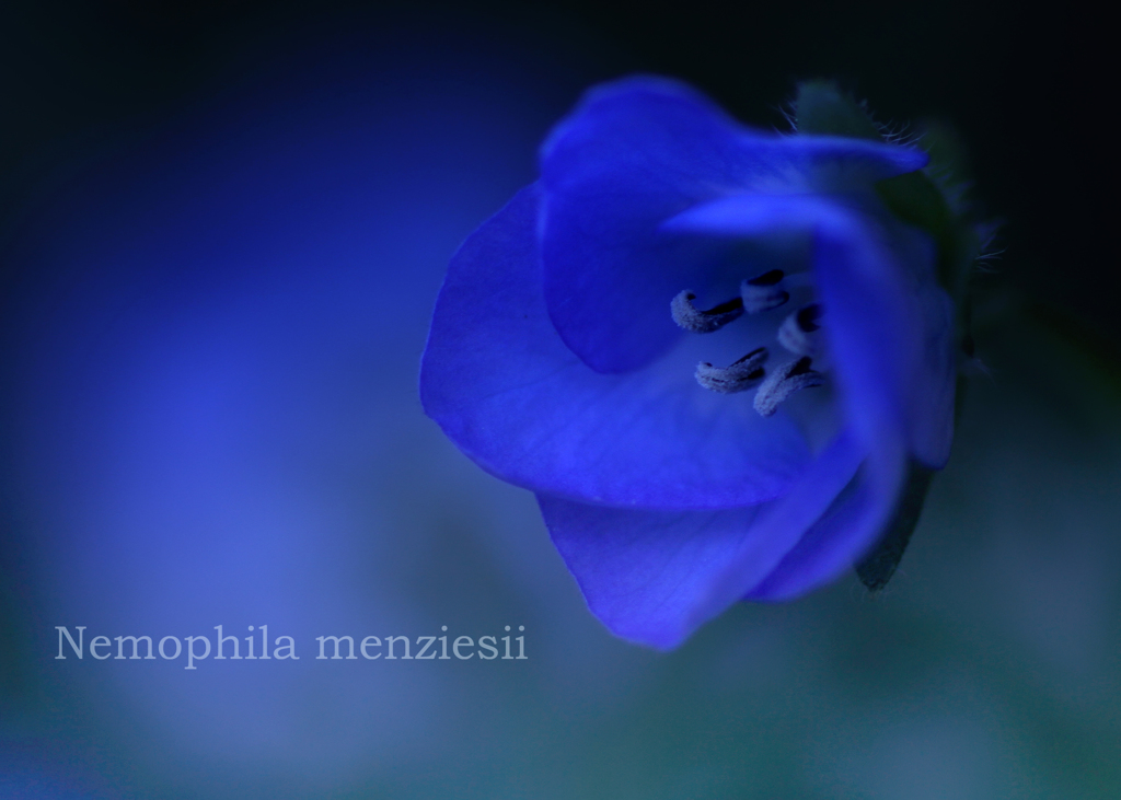 ネモフィラ