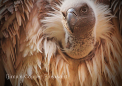 コシジロハゲワシ