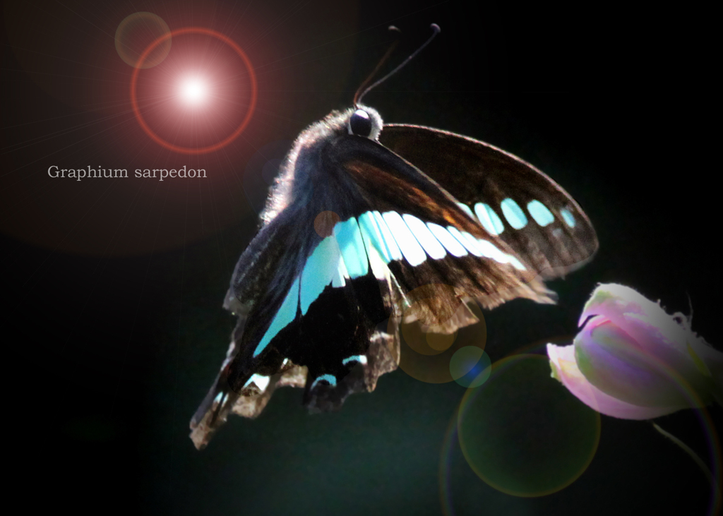 アオスジアゲハ