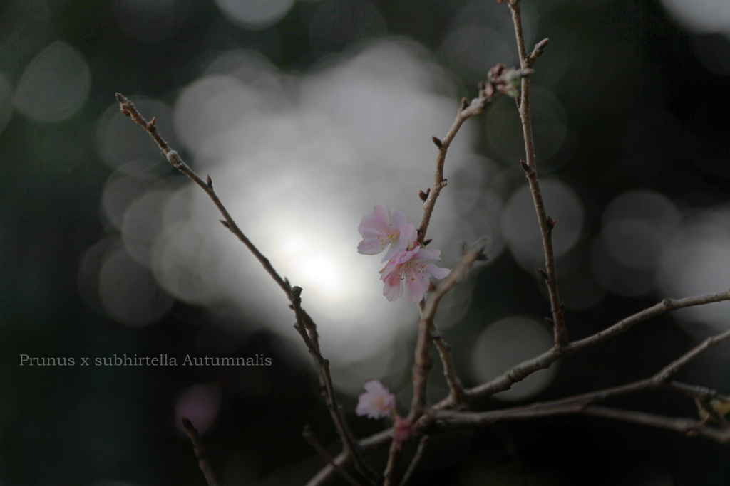 十月桜