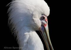 アフリカヘラサギ