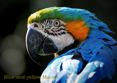 ルリコンゴウインコ