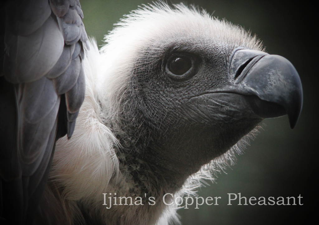 コシジロハゲワシ 