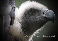 コシジロハゲワシ 