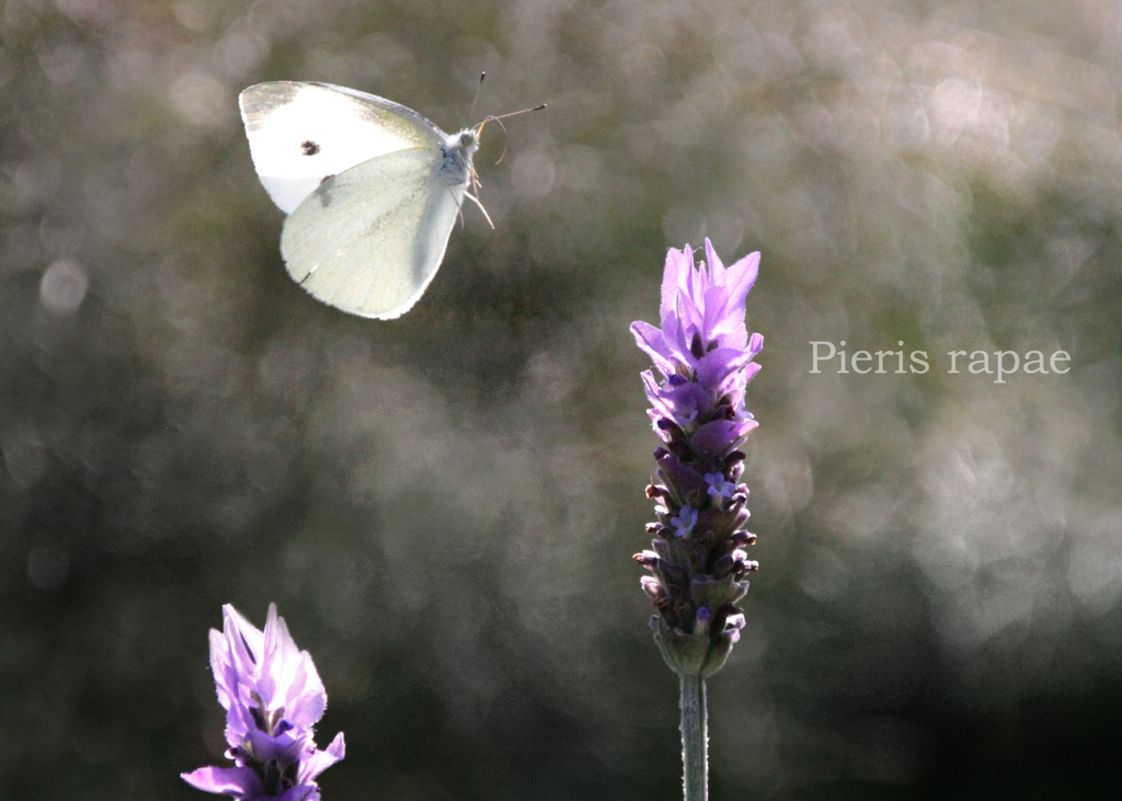 モンシロチョウ