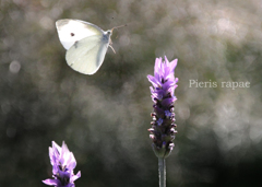 モンシロチョウ