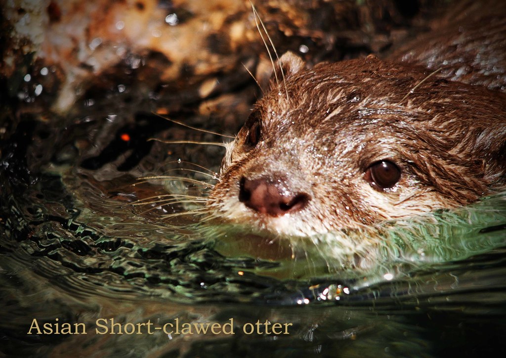 コツメカワウソ