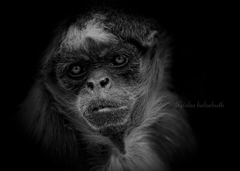 ケナガクモザル