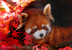 シセンレッサーパンダ