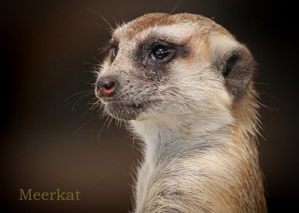 ミーアキャット