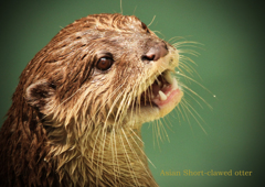 コツメカワウソ