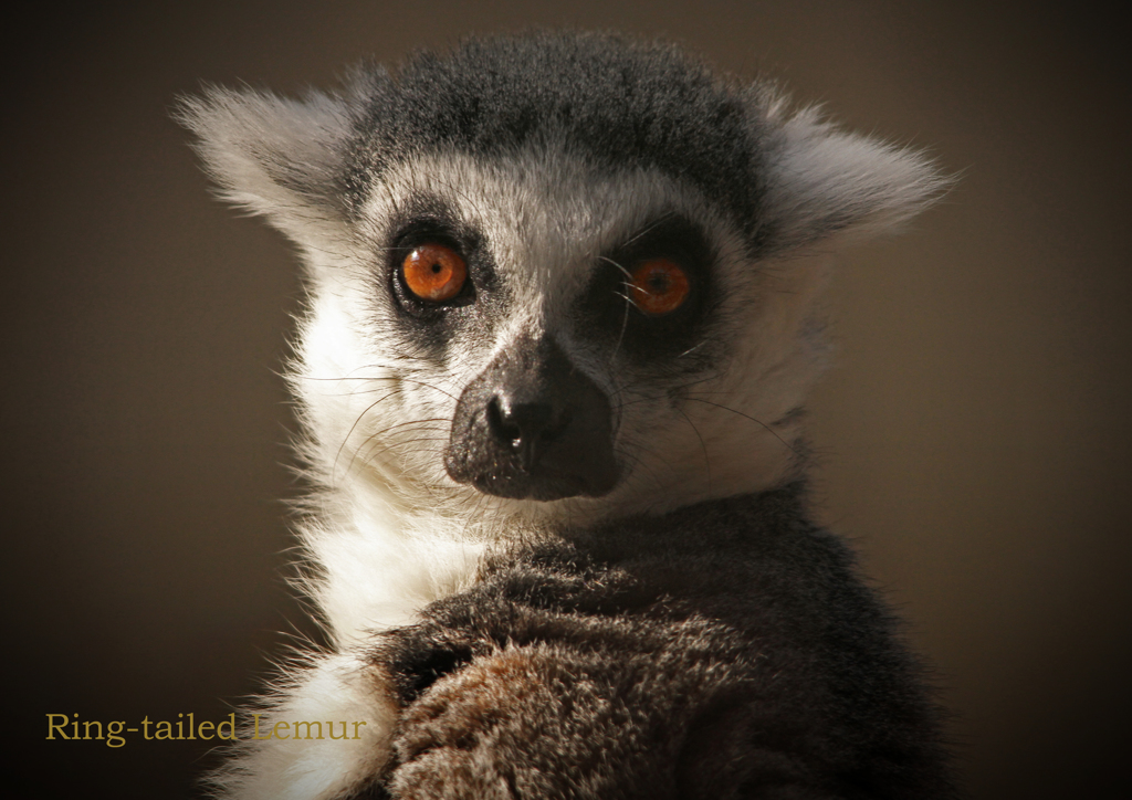 ワオキツネザル