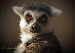 ワオキツネザル