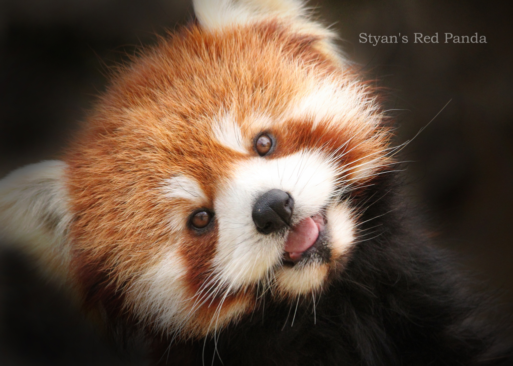 レッサーパンダ