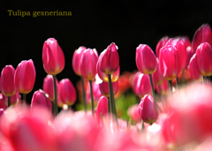 チューリップ