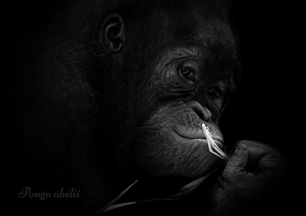 オランウータン