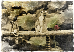 ワオキツネザル