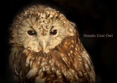 ホンドフクロウ