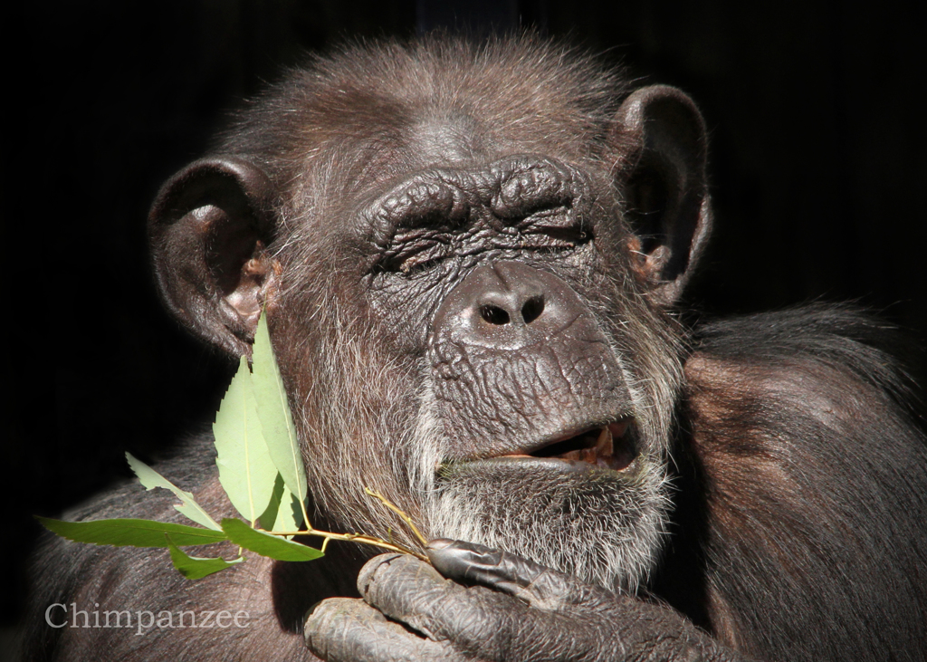 チンパンジー