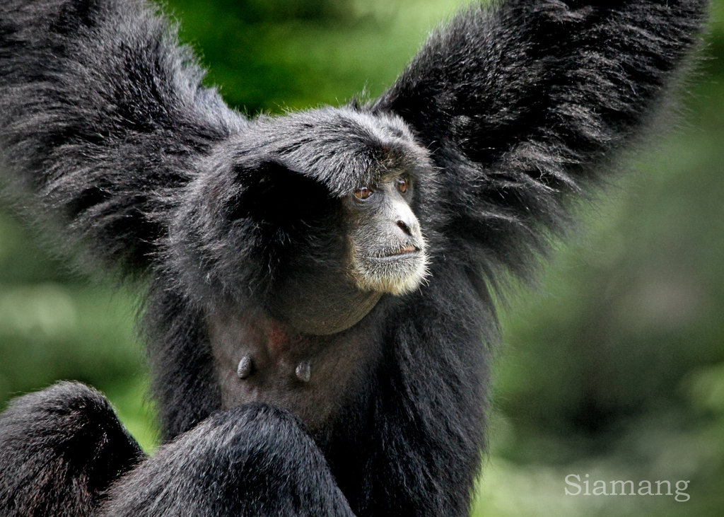 フクロテナガザル