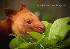 セスジキノボリカンガルー