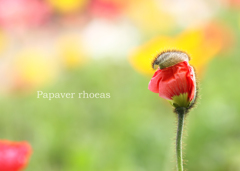 ポピー