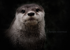 コツメカワウソ：Asian Short-clawed otter