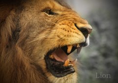 ライオン