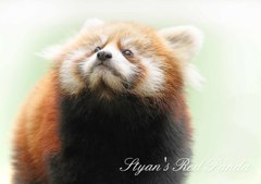 シセンレッサーパンダ