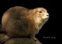 プレーリードッグ